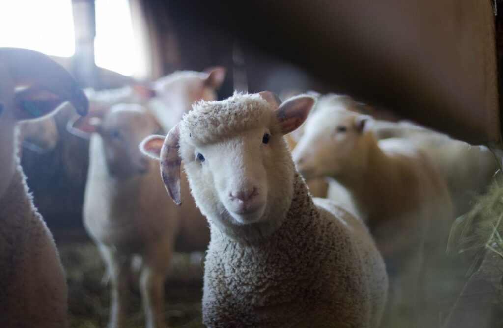 A imagem é a fotografia de uma ovelha. A foto serve como ilustração para a tributação para os produtores rurais, o tema desse artigo.